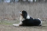 CAVALIER KING CHARLES 809